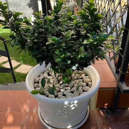 Etna Titani *